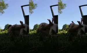 Dogging wife fuck with stranger in nature